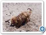 Urlaub 2018 (20)
... im Sand ...